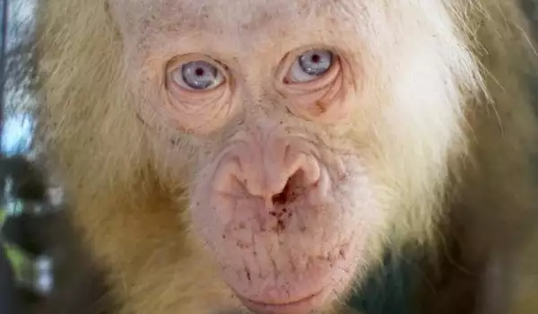 Спасеният орангутан албинос вече се възстановява