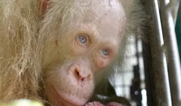 Спасеният орангутан албинос вече се възстановява