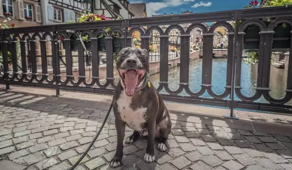 Куче-пътешественик обикаля света със стопаните си