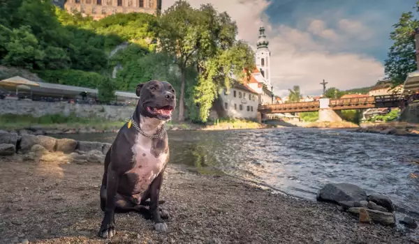 Куче-пътешественик обикаля света със стопаните си