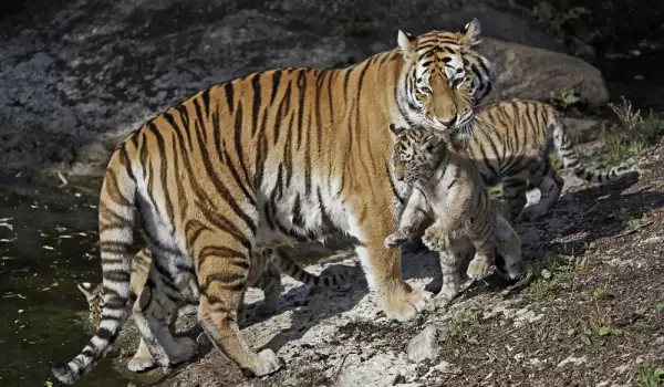 резерват за леопарди и тигри