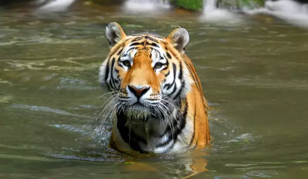 Тигрица е избягала от зоопарк в Санкт Петербург