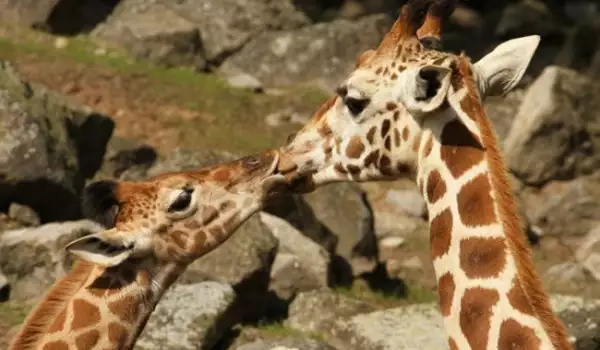 Влюбени жирафи