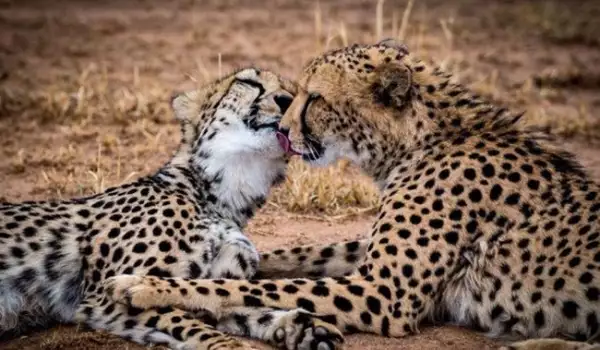 Целувки между животни: Вижте колко са сладки