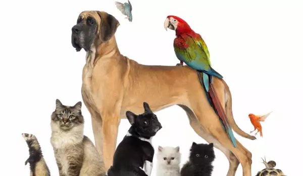 Може ли папагал да живее с котка или куче?