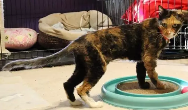 Вижте невероятната трансформация на котка, спасена от смъртта
