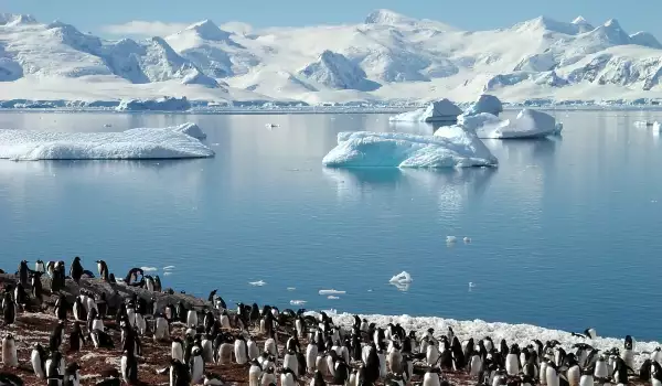 Пингвини