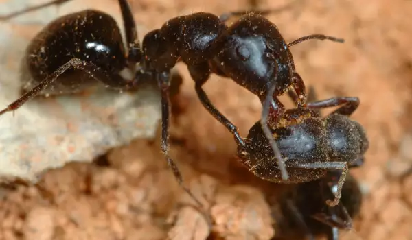 Мравки-гиганти се заселиха в ушите на момиченце в Индия