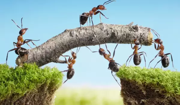 Учени избръснаха мравки, за да докажат нещо впечатляващо!