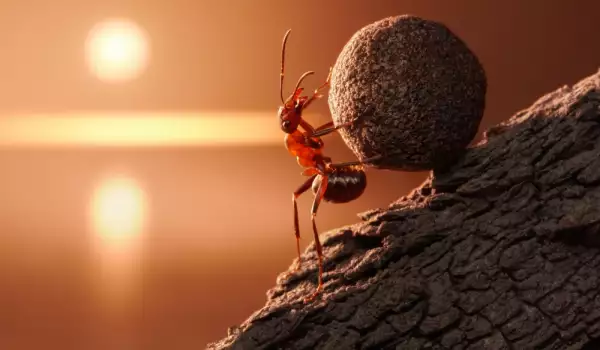Мравките са много силни