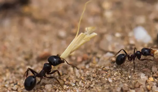 Видове мравки и техните особености