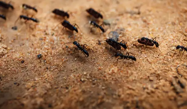 Мравки