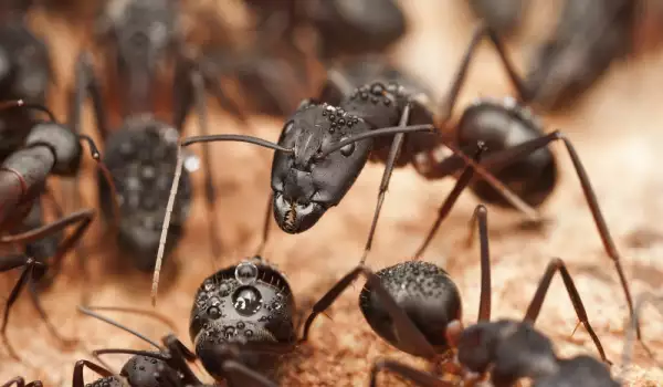 Спят ли изобщо мравките
