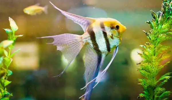Видове рибки за голям аквариум
