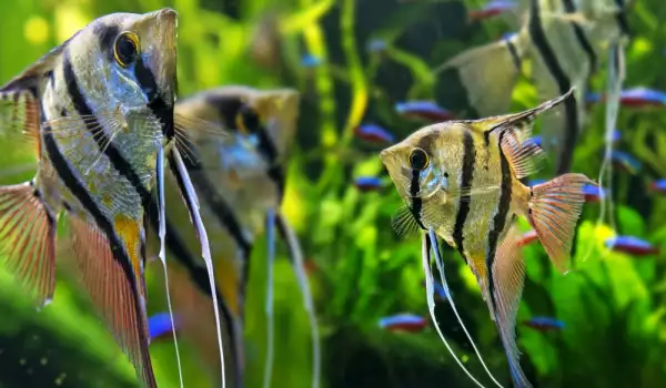 С какви рибки може да живее скаларията?