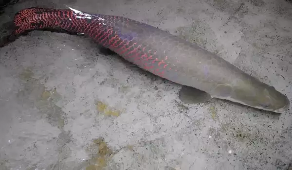 Уникално. Вижте рибата от Амазонка, която диша с бели дробове