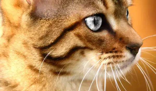 Борнейската дива котка прилича на азиатската златна котка