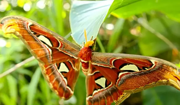 Уникални пеперуди ще бъдат представени в Бургас