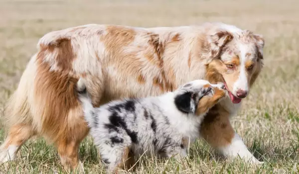 Австралийската овчарка е лесно за обучение куче