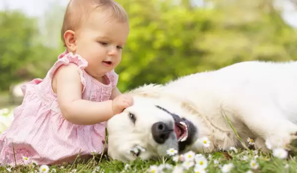 Кои породи кучета обичат бебета