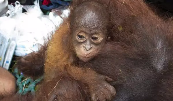 Вижте как бебе орангутан се гушва в майка си, за да се спаси от отвличане