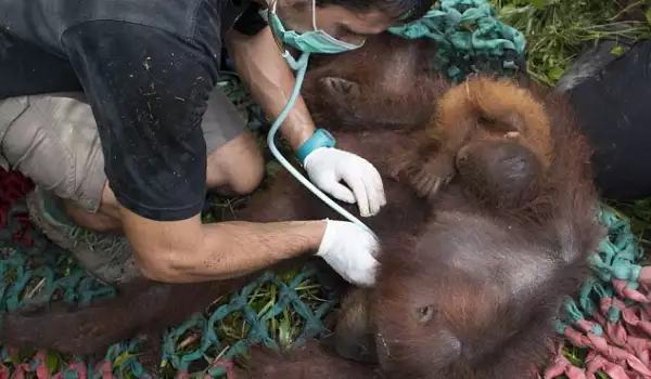 Вижте как бебе орангутан се гушва в майка си, за да се спаси от отвличане
