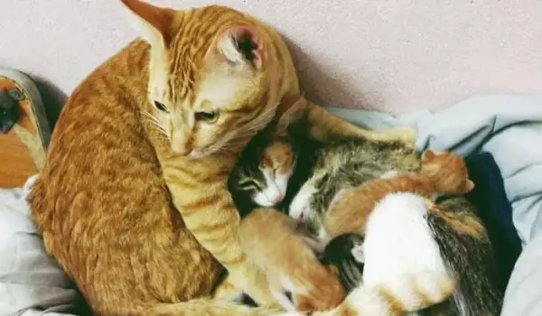 Щастливият татко прегръща изтощената майка