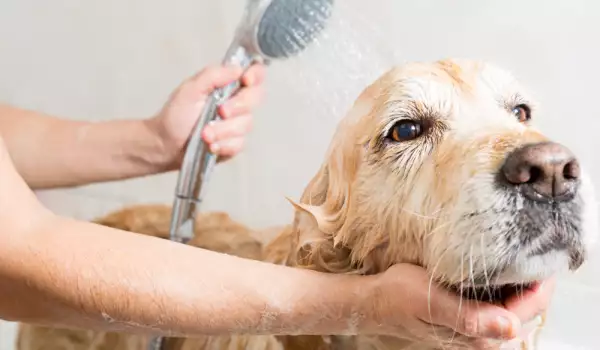 къпане на куче