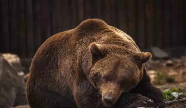 Бременността при мечките