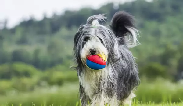 Научете кучето да носи топка