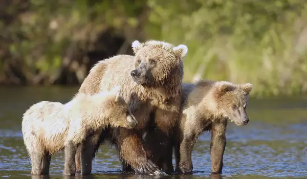 Кафявите мечки в Аляска станали вегетарианци заради климатичните промени