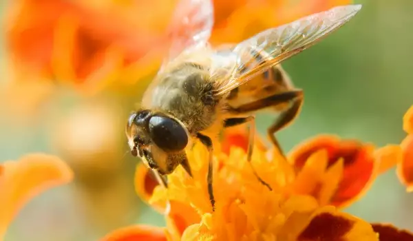 Как накараме пчелите да се роят по-малко