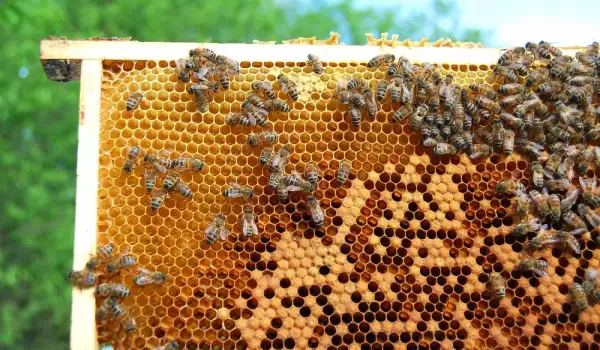 Как се създава пчелата майка?