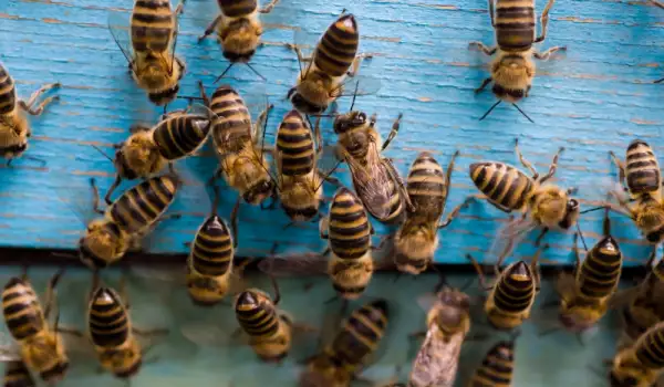 Основи на пчеларството - съвети за начинаещи