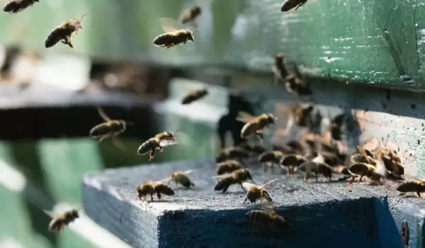Грижи за пчелите през есента