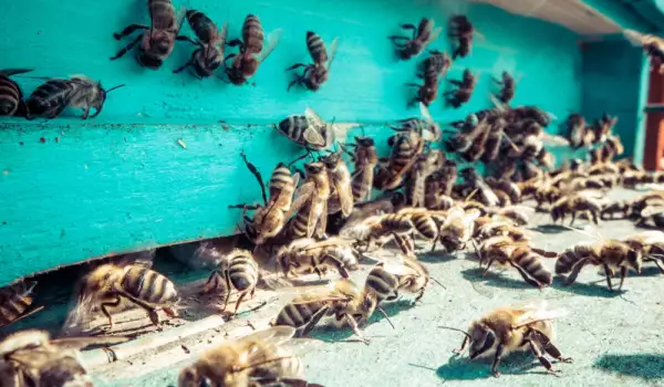 Грижи за пчелите