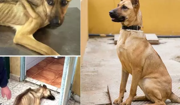 Тези снимки на бездомни кучета преди и след осиновяване ще ви разтърсят