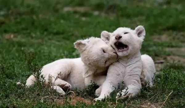 Родиха се 5 бели лъвчета от застрашен вид в чешки зоопарк