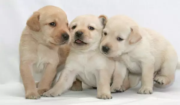 Парад на кученца ще се проведе за пръв път в столицата