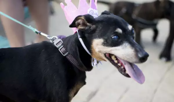 Възрастно куче получи най-хубавия подарък за 15-тия си рожден ден (СНИМКИ)
