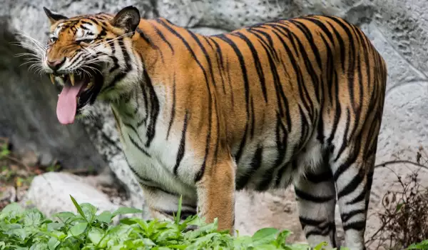 Бенгалски тигър в зоопарк