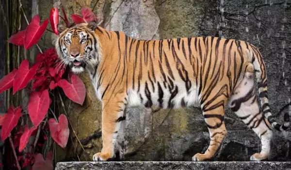 Тигър избяга от цирк в Париж! Собственикът му го уби