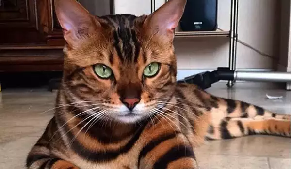 Котките с най-хипнотизиращите очи (ГАЛЕРИЯ)