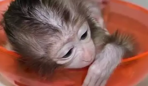 Маймунче от Софийския зоопарк се мисли за човек