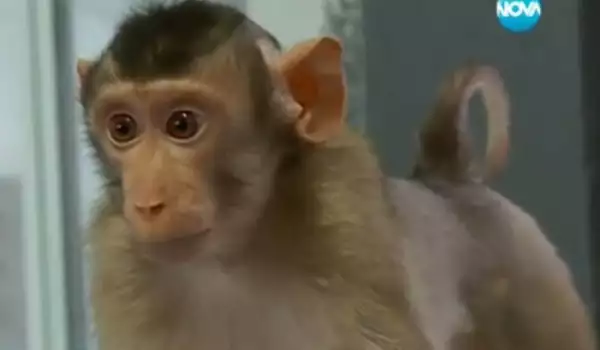 Маймунче от Софийския зоопарк се мисли за човек