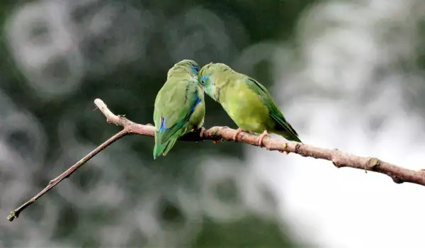 Съвети при размножаване на папагалчета неразделки