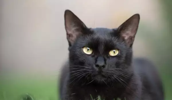 Име за черна котка