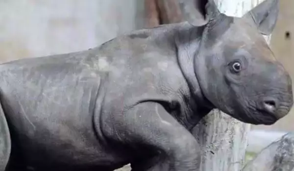 Изключително рядък черен носорог се роди в Австралия