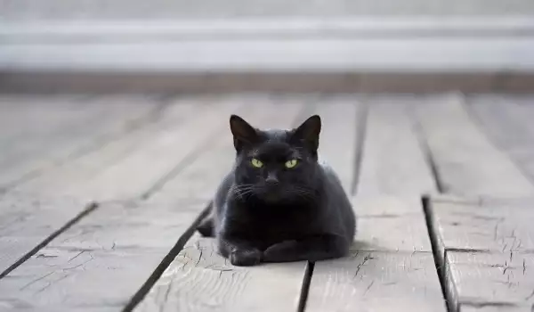 Породи черни котки