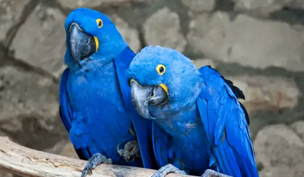 Съвети при размножаване на папагал ара